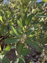Quercus grisea