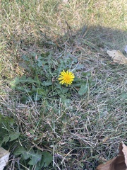Taraxacum officinale