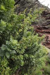 Anisodontea scabrosa