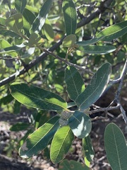 Quercus grisea