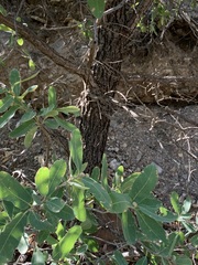 Quercus grisea