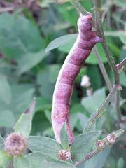 Biston betularia