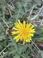 Taraxacum officinale