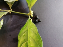 Ronabea latifolia