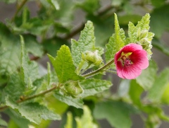 Anisodontea scabrosa