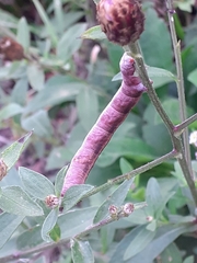 Biston betularia