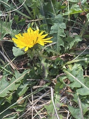 Taraxacum officinale