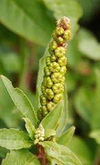 Phytolacca octandra