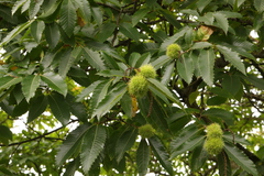 Castanea sativa