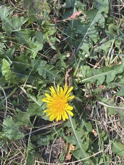 Taraxacum officinale