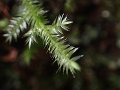 Pseudotaxiphyllum elegans