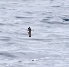 Hydrobates microsoma
