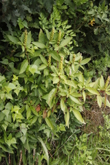 Phytolacca octandra