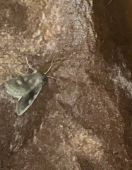 Cerastis tenebrifera