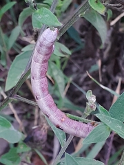 Biston betularia