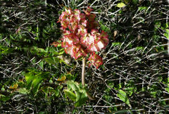 Rumex tuberosus