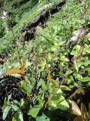 Desmodium nicaraguense