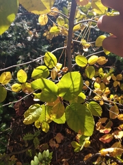 Amelanchier spicata