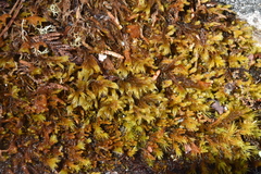 Racomitrium lanuginosum