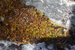 Racomitrium lanuginosum