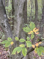 Carpinus