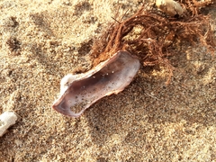 Arca noae
