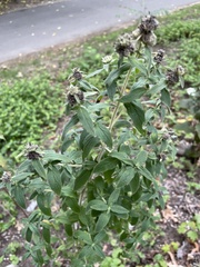 Pycnanthemum verticillatum