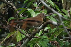 Turdus hauxwelli