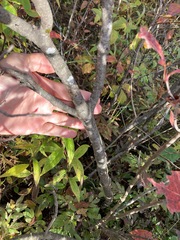 Viburnum cassinoides