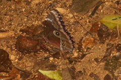 Morpho helenor guerrerensis