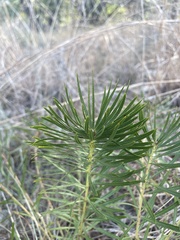 Stillingia texana