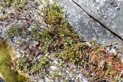 Vaccinium uliginosum