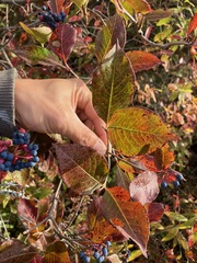 Viburnum cassinoides