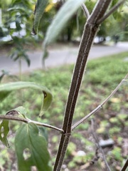 Pycnanthemum verticillatum