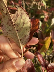 Viburnum cassinoides