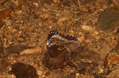 Morpho helenor guerrerensis