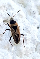 Xanthochilus quadratus