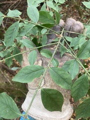 Euonymus alatus