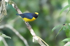 Euphonia xanthogaster