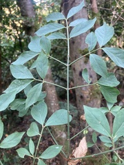 Euonymus alatus