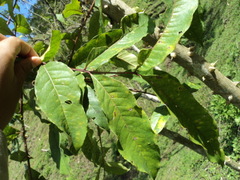 Zanthoxylum kellermanii