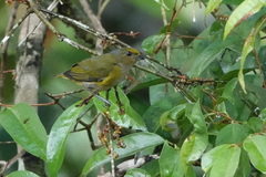 Euphonia xanthogaster