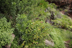 Anisodontea scabrosa