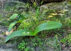 Haemanthus coccineus