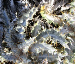 Berkheya francisci