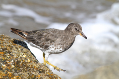 Calidris virgata