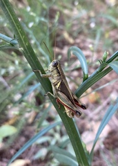 Melanoplus yarrowii