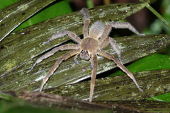 Phoneutria boliviensis