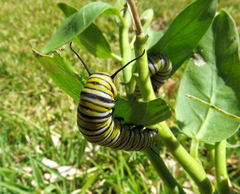 Danaus plexippus