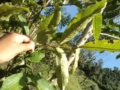 Zanthoxylum kellermanii